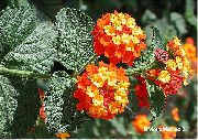 orange Lantana Pot Blumen foto