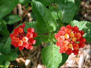 piros Lantana Beltéri virágok fénykép