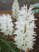 白 海角樱草 盆花 照片