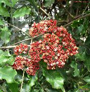 foto Red Leea, West Indian Holly, Hawaiian Holly Flores internas