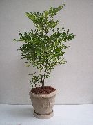 photo white Indoor flowers Red Leea, West Indian Holly, Hawaiian Holly