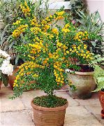 photo yellow Indoor flowers Acacia