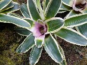 halványlila Bromeliad Beltéri virágok fénykép