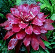 bilde claret Innendørs blomster Bromeliad