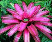 フォト ピンク 室内の花 アナナス