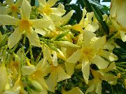 黄 ローズベイ、セイヨウキョウチクトウ 室内の花 フォト