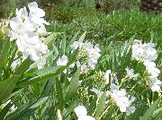 valkoinen Rose Bay, Oleanteri Sisäilman kukkia kuva