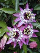 photo lilac  Passion flower