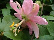 қызғылт Passiflora (Ctrastotsvet, Kavalerskaya Жұлдыз) үй гүлдері фото