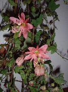 фотографија розе Затворени цвеће Пассион Фловер