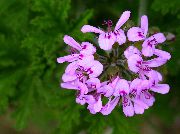 liliac Geranium Flori de interior fotografie
