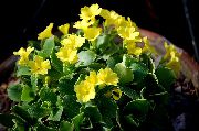 жълт Primula, Градинска Иглика С Гладки Листа Стайни цветя снимка