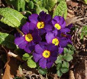 purpurne Primula, Auricula Sise lilled foto