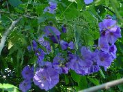 foto luz azul Flores internas Flowering Maple, Weeping Maple, chinese Lantern