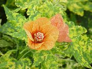 fotografie oranžový Pokojové květiny Kvetoucí Javor, Pláč Javor, Lampion