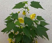 żółty Abutilon (Klon Pokój) Kryte kwiaty zdjęcie