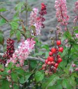 ფოტო ვარდისფერი შიდა ყვავილები Bloodberry, Rouge ქარხანა, ბავშვი წიწაკა, Pigeonberry, Coralito