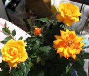 橙 玫瑰 盆花 照片