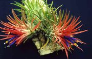 kırmızı Tillandsia Kapalı çiçek fotoğraf