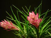 フォト ピンク 室内の花 ティランジア属