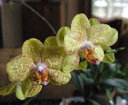 gul Phalaenopsis Indendørs blomster foto