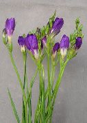 kuva violetti Sisäilman kukkia Freesia