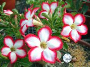 foto rood Pot Bloemen Woestijnroos