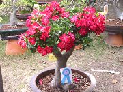 фото червоний Домашні квіти Адениума