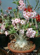 roze Woestijnroos Pot Bloemen foto