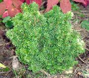 nuotrauka žalias augalas Alberta Eglės, Juoda Kalnai Eglė, Baltos Eglės, Eglės Kanados