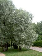        ,  ,   ()  Salix alba Chermesina. 