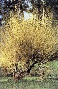        ,  ,   ()  Salix alba. subsp. vitellina 