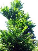 foto grön Växt Gryning Redwood