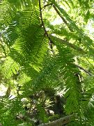 nuotrauka žalias augalas Dawn Redwood
