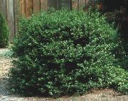 koyu yeşil Holly, Siyah Kızılağaç, Amerikan Kutsal Bitki fotoğraf
