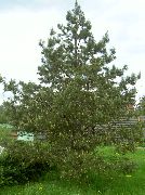 foto groen Plant Pijnboom