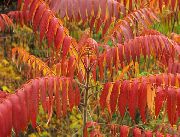 照片 红 卉 老虎的眼睛漆树，鹿角黄栌，黄栌绒