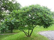 фото зелений Рослина Торбах Пухнастий, Або Оленерогій (Оцтове Дерево)