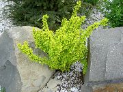 foto gul Plante Berberis, Japansk Berberis