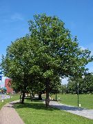 fotoğraf yeşil Bitki Dişbudak Ağacı
