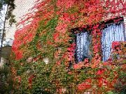 照片 红 卉 波士顿常春藤，维吉尼亚爬山虎，伍德拜恩