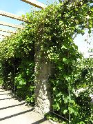 фото Виноград амурский садовые декоративные кустарники и деревья