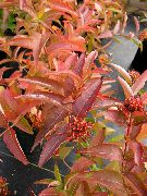 foto mørkegrøn Plante Sydlige Bush Kaprifolium, Mountain Bush Kaprifolium