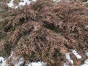 mynd grænt Planta Siberian Teppi Cypress