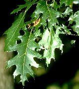 dark green Oak Plant photo