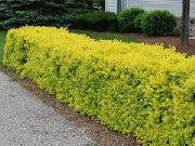 foto geel Plant Liguster, Gouden Liguster