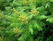 绿 光滑的黄栌 园林花卉 照片