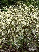 照片 白  巫桤木，蜡瓣花