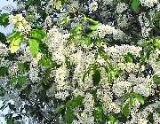 φωτογραφία λευκό λουλούδι Κεράσι Πουλιών, Cherry Plum