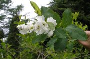 photo white Flower Pearl bush